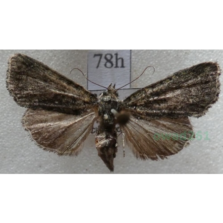Cryphia algae (Fabricius, 1775) Porostnica glonówka Czech78h